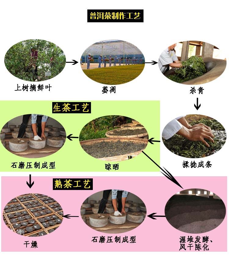 普洱茶制作工艺