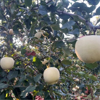 山东烟台奶油富士苹果水果3斤5斤整箱黄金奶油富士黄金维纳斯苹果图2