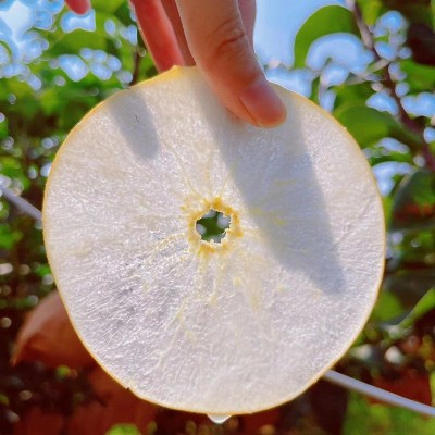 正宗山东秋月梨莱阳梨整箱批发薄脆多汁脆甜皮薄新鲜水果冰糖梨子图3
