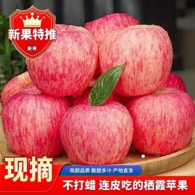 正宗烟台栖霞红富士苹果脆甜多汁新鲜苹果应季水果整箱包邮批发图2