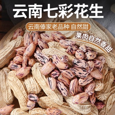 七彩花生米云南特产带壳晒干批发代发商用新货花生原味五 彩花生米图3